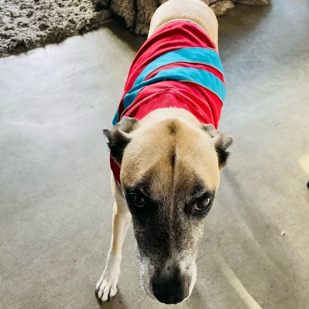 Red Blue Striped Grey Hook Loop Rain Coat Jacket Lined Leash Hole Dog Puppy